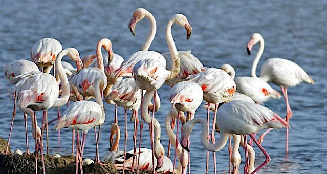 Seyfe Gölü Flamingoları